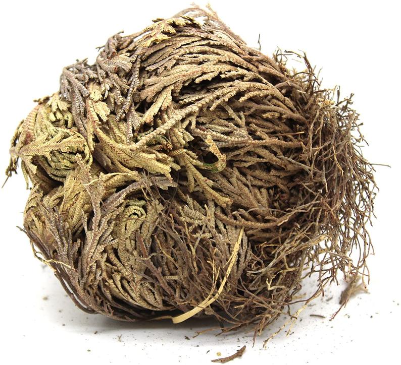 Rose of Jericho